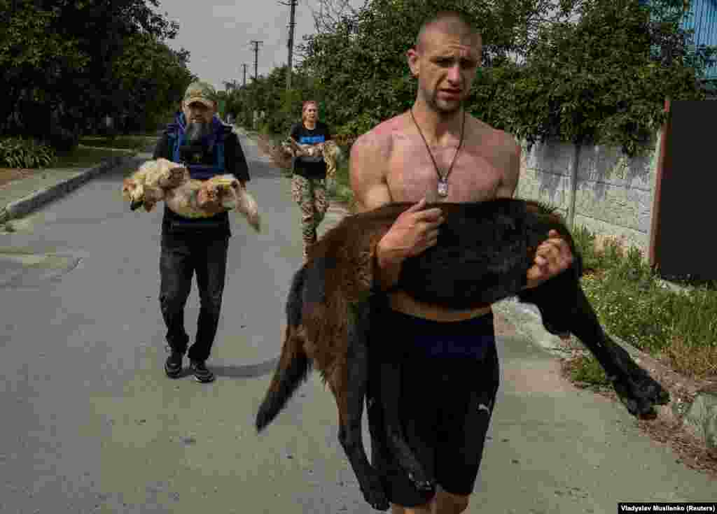 Волонтеры несут спасенных собак. Животным дали успокоительное, чтобы их было легче переправить. Херсон, 7 июня 2023 года. Тысячи людей в Херсонской области были вынуждены покинуть свои дома, оставив там домашних животных после прорыва дамбы на Каховской ГЭС 6 июня.