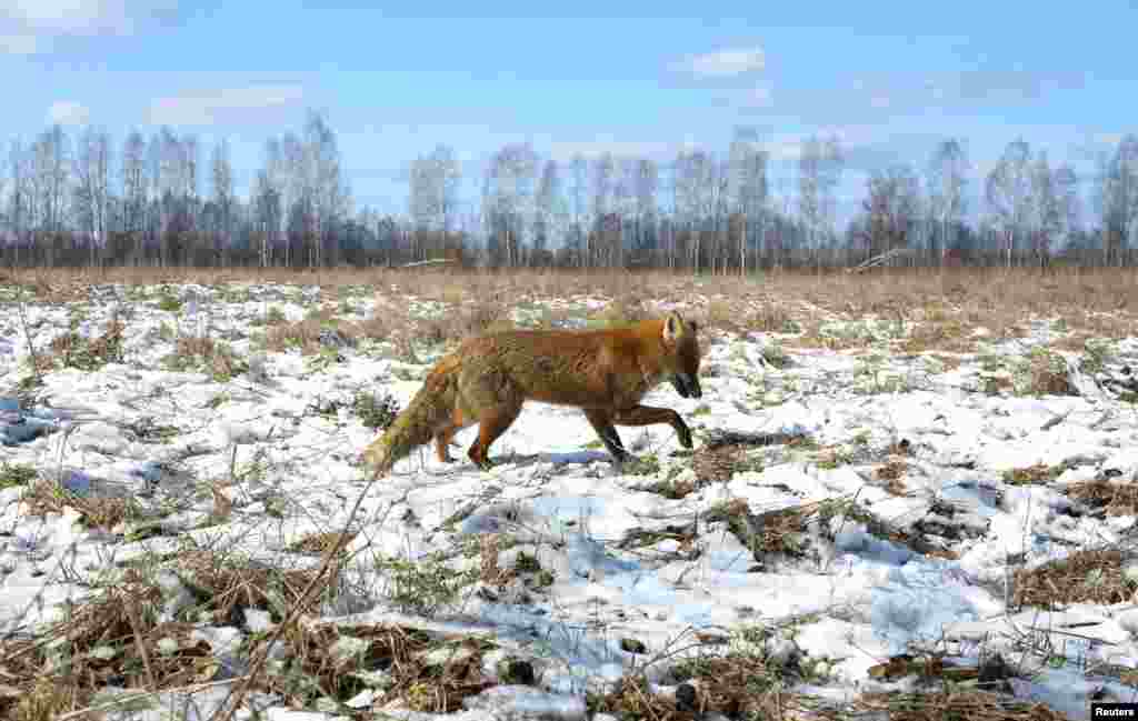 Лиса в поле, внутри чернобыльской зоны отчуждения.