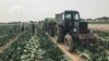 Kazakhstan – Emergency for coronavirus pandemic, quarantine. Farmers harvest cabbage in a field in Zhetisay district. Turkestan region, 29Apr2020