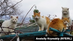 «Мертвый» сезон крымского Кацивели (фотогалерея)