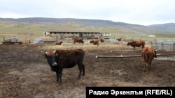 dagestan - farm