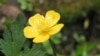 Лютик. (Ranunculus repens) <a href = "http://en.wikipedia.org/wiki/Image:Creeping_butercup_close_800.jpg" target=_blank>Wikipedia. GNU Free Documentation</a>.